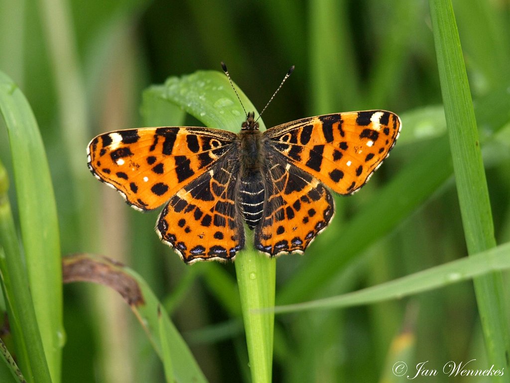 Landkaartje, Araschnia levana.JPG